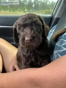 Standard poodle