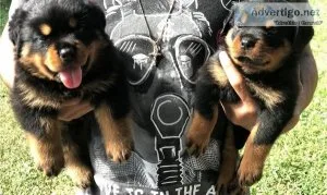 Rottweiler Puppies For Adoption