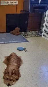 Yorkie Pomeranian Mix