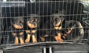 Rottweiler puppies for sale