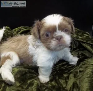 Imperial Shih Tzu Blue Puppies
