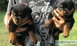 Rottweiler puppies ready for free adoption into any home