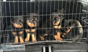 Purebreed German Rottweiler Puppies