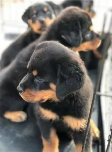 DNA-Proven Rottweiler Puppies Available For Re-Homing - 300.00 U