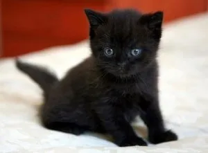Bombay Kittens