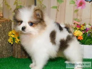 Tiny Toy Pomeranian Boy. Super Sweet. Financing.