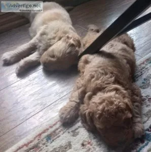 Mini Goldendoodle Puppies for sale