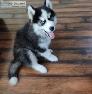 Siberian husky puppy for sale