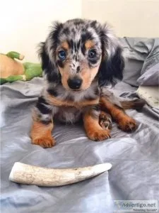Dachshund Boy Left