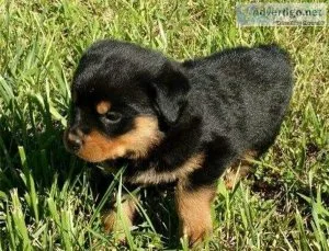 Beautiful Male And Female Rottweiler Puppies for Sale