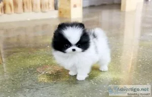 Sweet little teacup Pomeranian