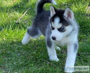 Healthy and vet checked Siberian Husky puppies for a new home