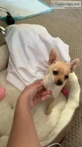 Deerhead chihuahua