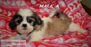 Beautiful Shih Tzu Puppies