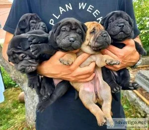 Healthy Shar Pei Puppies Available for adoption