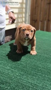 Exotic Bully pups 12wks old Abr Usbr reg.
