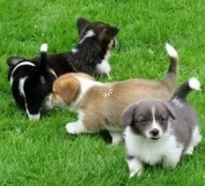 Registered Pembroke Welsh Corgi Puppies