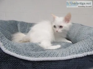 Ragdoll kittens  MALES