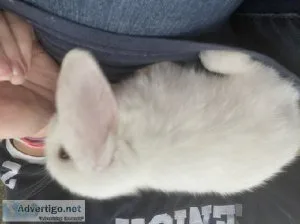 Purebred baby bunnies