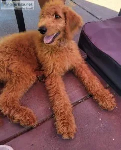 F1B Red Goldendoodle crate and supplies
