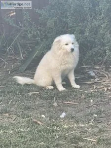 Mini American Eskimo Puppies
