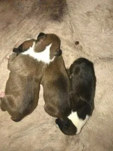 3full blood boxer pups2boys 1 girl READY REDUSED