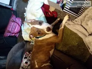 Bully pit
