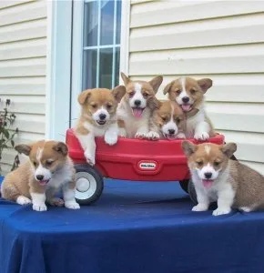 Cute Corgi Pups