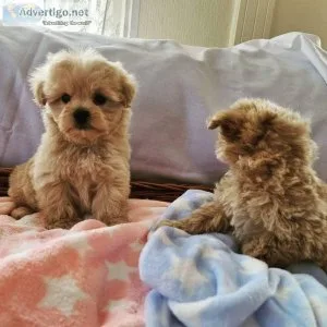 Lovely Maltipoo Puppies for a Loving Home