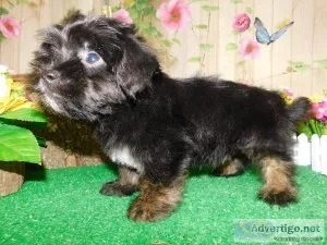 Yorkshire Terrier MIX Type. Nonshedding.