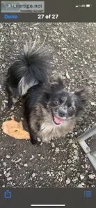PomChi