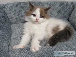Ragdoll kittens  MALES