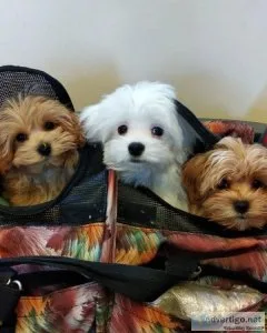 Available Maltipoo Puppies