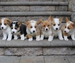 Male And Female Corgi Pups