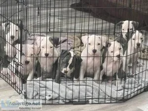 Staffordshire Terrier Pitbull Puppies