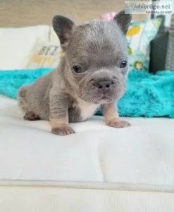 Frenchie Puppies