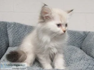 Ragdoll kittens  FEMALE