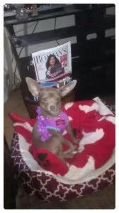CHIHUASHUA DUE  Aug30th 350 Short hair
