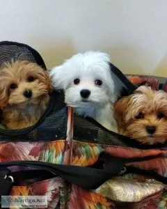 Top Class Maltipoo Puppies Available