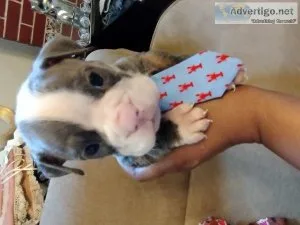 AMERICAN BULL DOGS