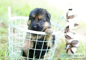 lovely german sherpherd puppy
