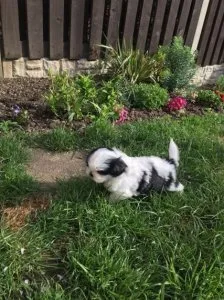 Affectionate and admirable Shih Tzu for re-homing