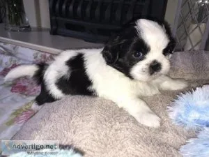 Male and Female shih tzu Puppies For Adoption.