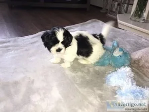 Nice and Lovely male and female shih tzu are ready