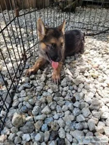 German shepherds
