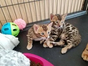 Lovely Bengal Kittens For Adoption