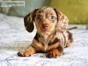 Registered Dachshund Puppies