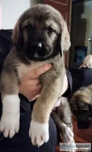 Livestock guardian puppies