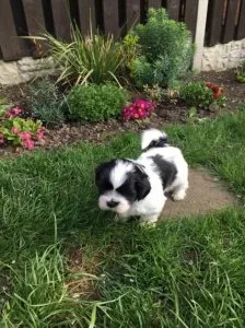 MOST WELCOMING SHIH TZU PUPPIES FOR ADOPTION