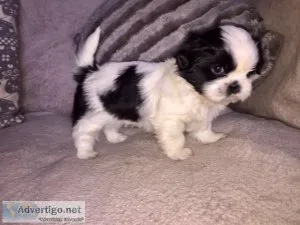 Male and Female shih tzu Puppies For Adoption.